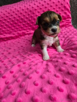 Havanský psík s PP - 4