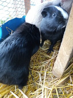 Morčata - samečci - 4