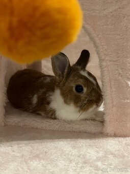 Králík zakrslý saténový + kompletní výbava - 4