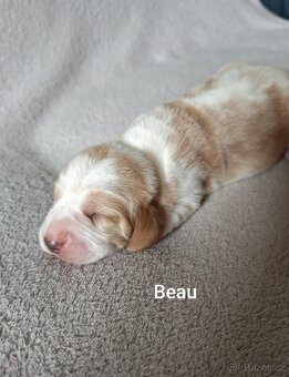 BASSET HOUND - 4