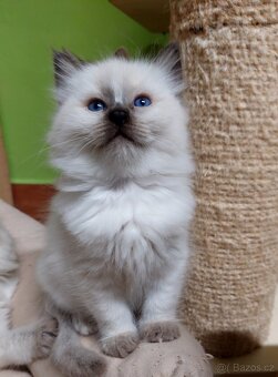 Ragdoll koťátko holčička k REZERVACI - 4