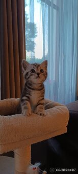 Britská koťata Whiskas - 4