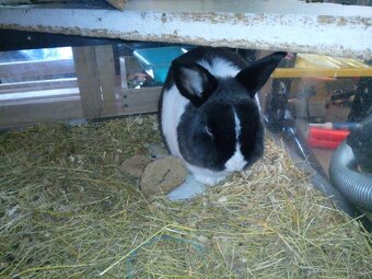 Daruji cincilu a zakrslého kralika - 4