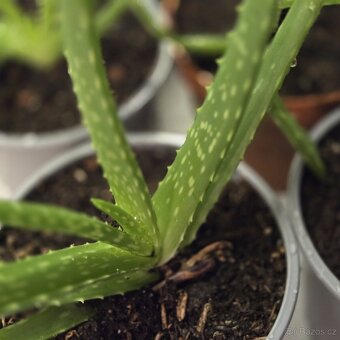 Aloe Vera sadičky - 4