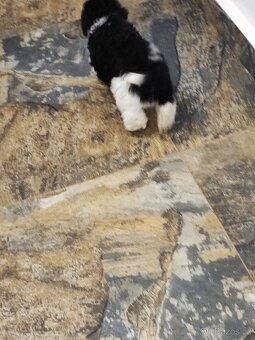 Pudl vícebarevný s P.P.FCI - 4