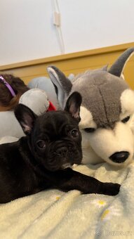 Francouzský buldoček - 4