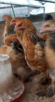 Podej kuřat 15 týdnů - BRAHMANKA ŽLUTÁ  🐓 - 4