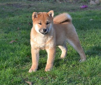 Shiba inu s PP - 4