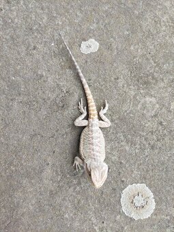 agama vousatá, terárium - 4