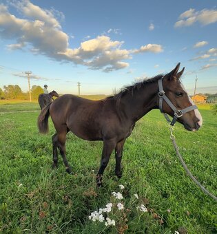 75% appaloosa hřebeček - 4