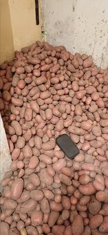 Brambory konzumní - 4