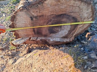 Kmen ořechu průměr 60 - 4