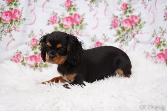 Kavalír king charles španěl - 4
