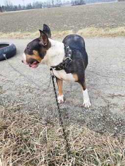 anglicky bulterier - 4