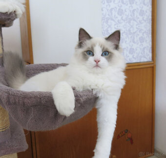 Ragdoll kocourci s průkazem původu - 4