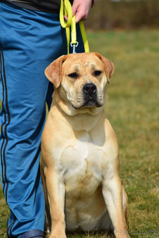 boerboel ballotada - fena 11 měsíců - 4