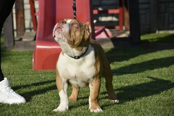 American bully s PP - 4