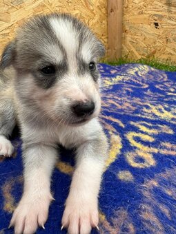 Štěňata Sibiřský Husky - 4