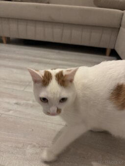 Koťata / Kocouři k adopci ihned k odběru - 4