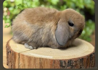 Králíček beránek včetně vybavení - 4