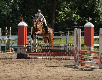 6 letá Westfálská klisna sport,hobby sport, rekreace - 4