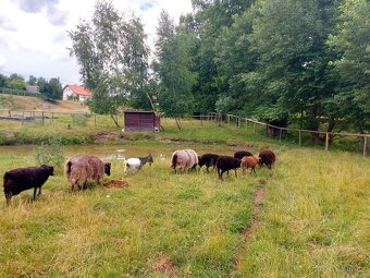 Vřesová ovce / jehničky / beránci - 4