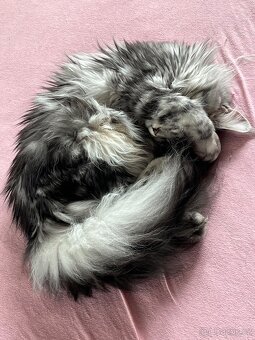 Krásná kočička MCO s PP - 4