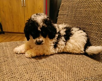 Pudl trpasličí - 4