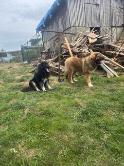 Kavkazský pastevecký pes štěňátka bez pp - 4