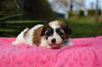 Havanský psík s PP - 4