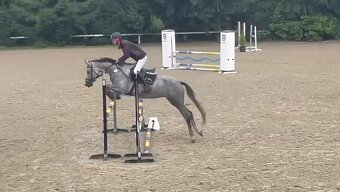 Prodám klisnu cs 6 let - 4