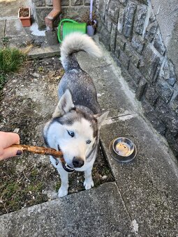 Hledám krytí Sibiřský Husky - 4