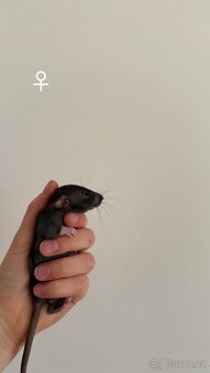 Potkan Dumbo - 4