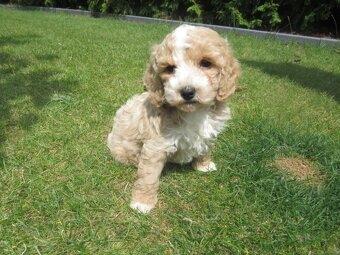 Maltipoo štěňátka - 4