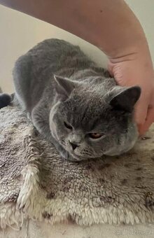 Britský modrý kocour - 4