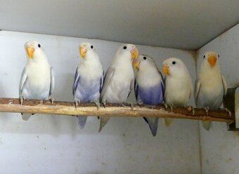 Agapornis fischeri - 4