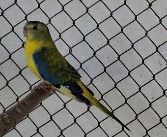 Neoféma tyrkysová žltobruchý opalín - 4