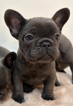 Francouzsky buldoček - 4