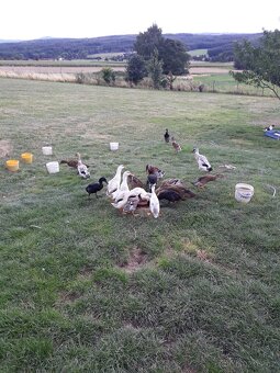 Indický Běžec - 4