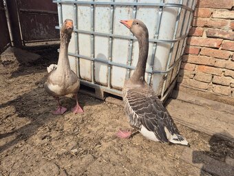 Houseři husa Landeská - 4