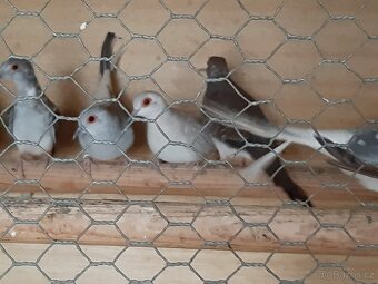 Holoubek diamantovy.. - 4