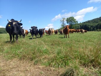 Dexter - mladý skot 100% a kříž. - 4