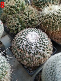 kaktusy mammillarie - 4