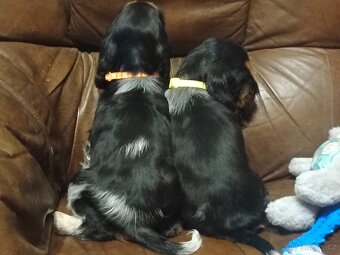 Anglický kokršpaněl barevný holky i kluci - 4