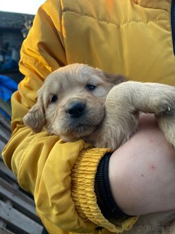 štěňátka zlatého retrívra - 4