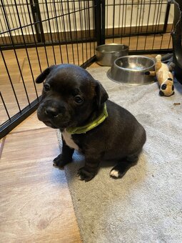 Stafordširsky bulteriér s pp - 4