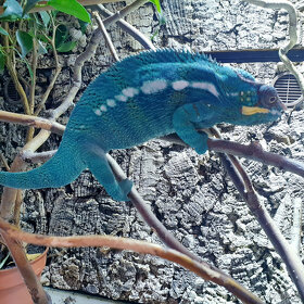 Chameleon Pardálí Nosy Be Blue - 4