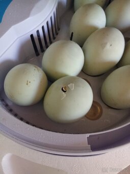 Prodám inkubátor, líheň v záruce, max 9 vajec - 4
