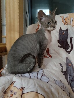Kocourek Devon rex s pp - 4