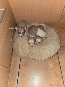 ČIVAVA KRATKOSRSTÁ HOLČIČKY - 4